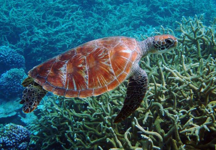 Зеленая морская черепаха (Chelonia mydas), фото фотография рептилии