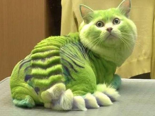 Зеленый кот, фото фотография 