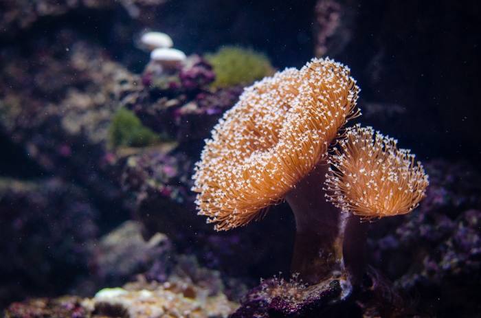 Коралловые полипы, фото фотография морские беспозвоночные