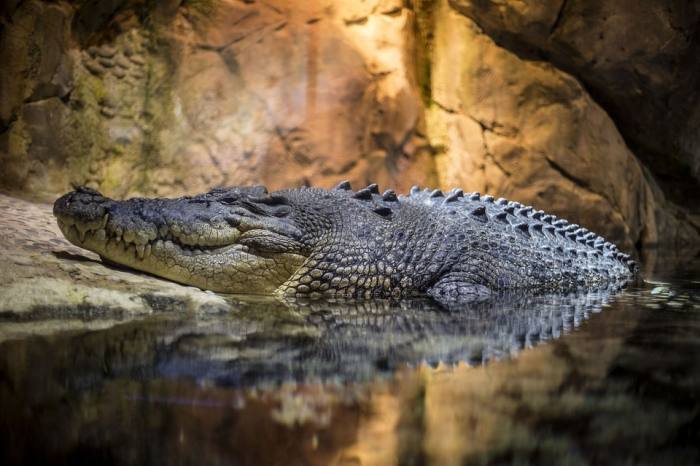 Крокодил выходит из воды, фото фотография рептилии
