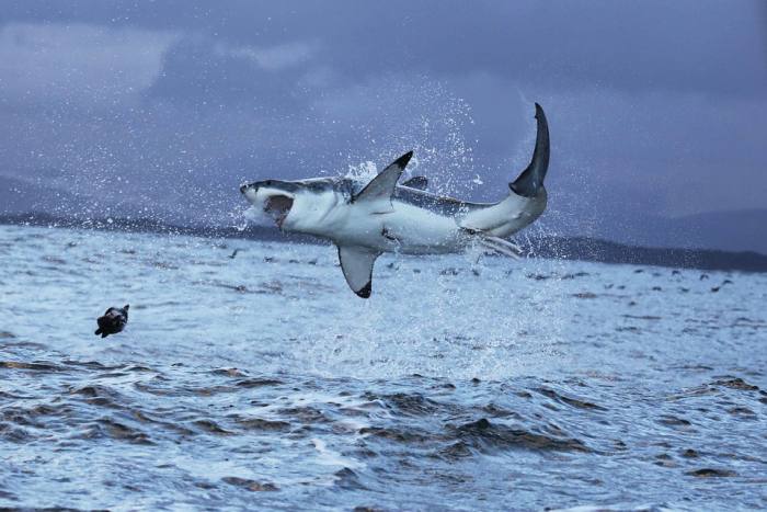 Большая белая акула выпрыгнула из воды, фото фотография рыбы