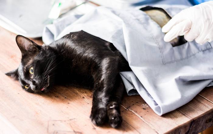 Черная кошка на операционном столе, фото фотография 