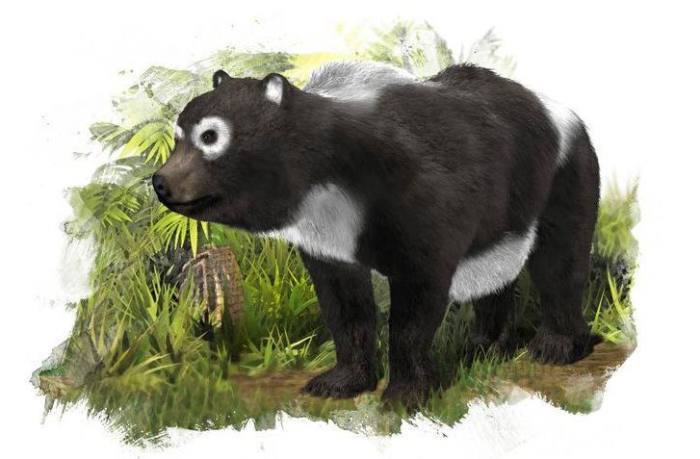 Предок гигантской панды (Agriarctos beatrix), фото фотография вымершие животные