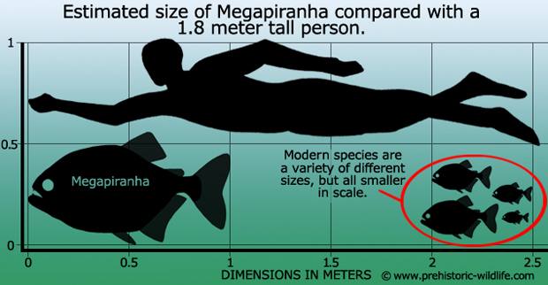 Мегапиранья (Megapiranha paranensis), рисунок картинки  рыбы