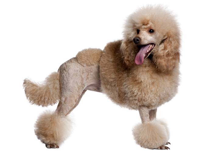 Абрикосовый пудель, фото фотография собаки