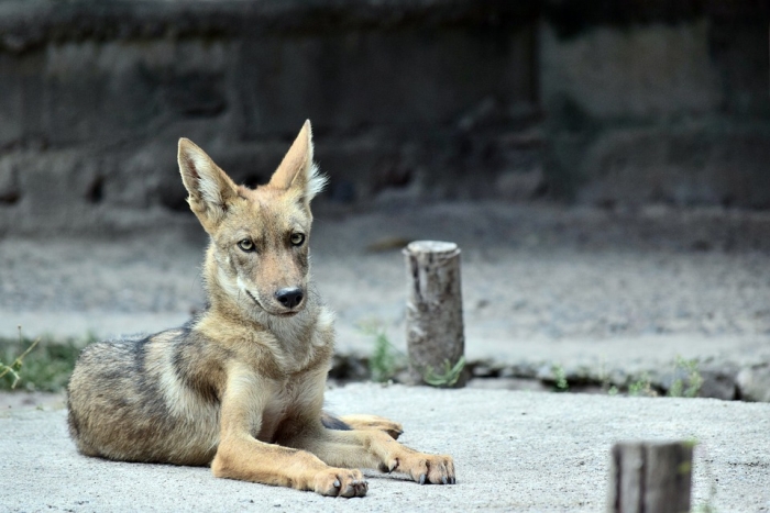Молодой койот (Canis latrans), фото фотография хищники