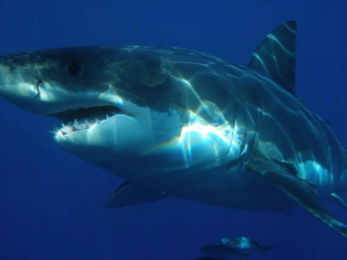 Белая акула, или большая белая акула, или акула-людоед, или кархародон (лат. Carcharodon carcharias), фото фотография рыбы