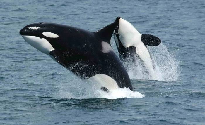 Косатки (лат. Orcinus orca), фото фотография морские млекопитающие