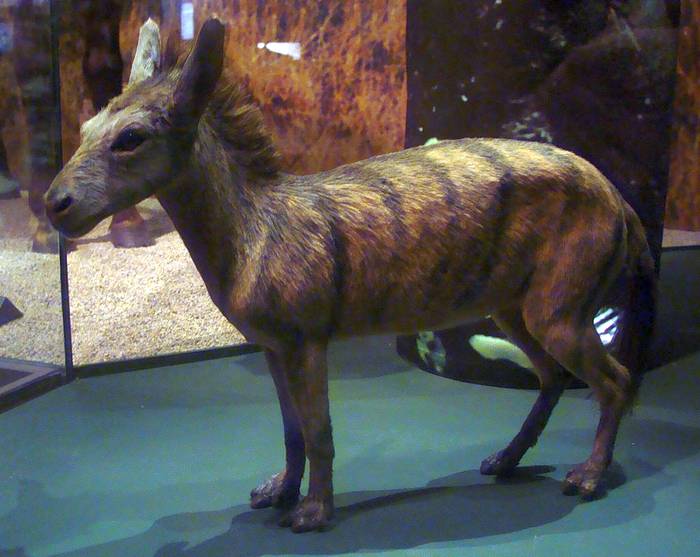 Вымершая мини лошадь (Sifrhippus), реконструкция вымершие животные