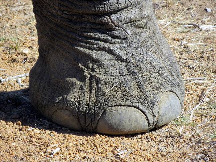 Нога слона, фото фотография 