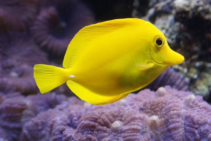 Зебраcома желтая (Zebrasoma flavescens), фото фотография рыбы