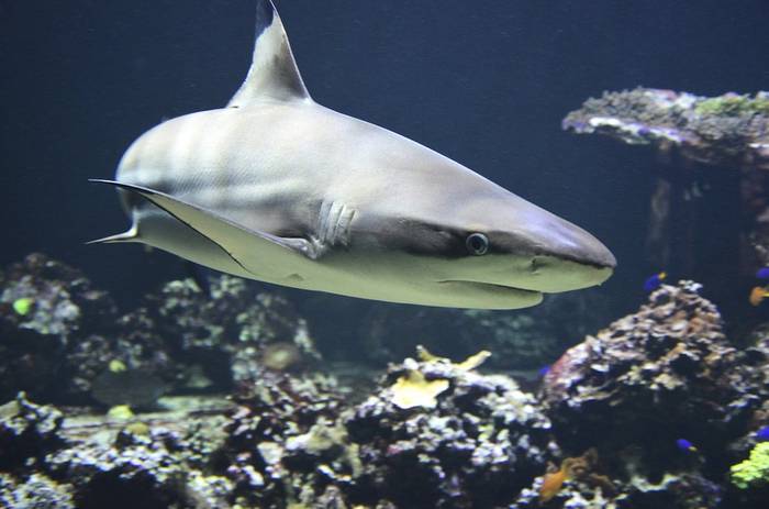 Черноперая акула (Carcharhinus limbatus), фото фотография рыбы