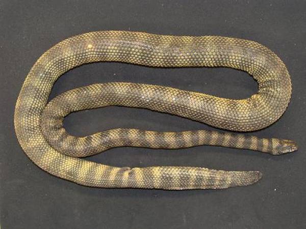 Hydrophis donaldi, фото рептилии змеи фотография
