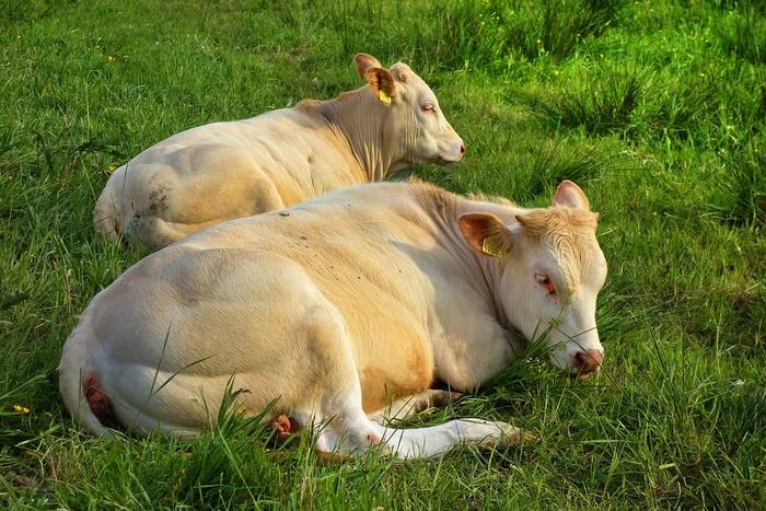 Спящие коровы, фото фотография