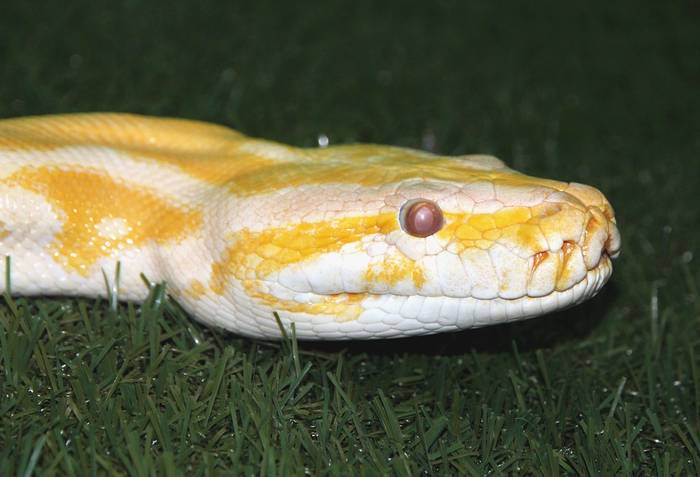 Тигровый питон альбинос (Python molurus), фото рептилии фотография