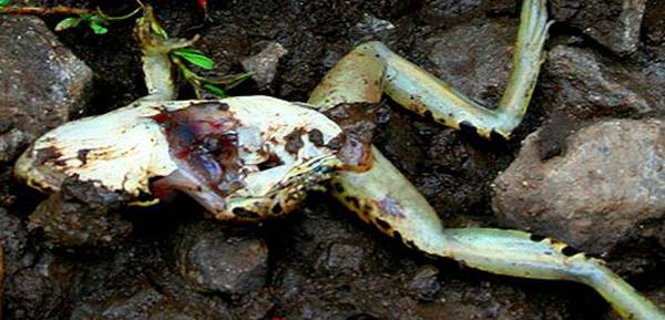 Лягушка, погибшая от грибка Batrachochytrium dendrobatidis, фото амфибии фотография