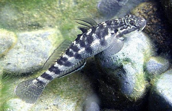 Гавайская рыбка (Sicyopterus stimpsoni), фото фотография рыбы