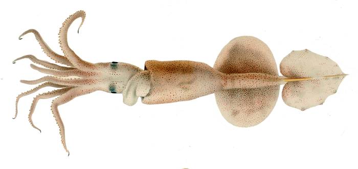 Глубоководный кальмар (Grimalditeuthis bonplandi), фото фотография беспозвоночные