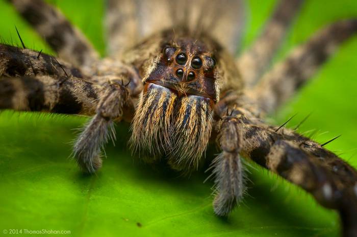 Бродячий паук (Cupiennius salei), фото фотография членистоногие