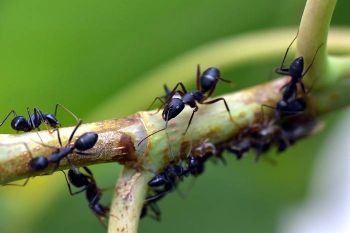 Чёрный садовый муравей, или чёрный лазий (лат. Lasius niger) , фото фотография членистоногие
