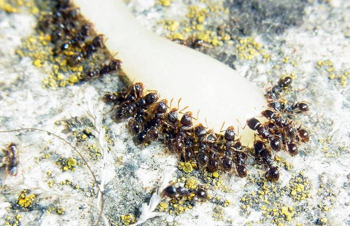 Дерновый муравей (Tetramorium caespitum), фото фотография насекомые