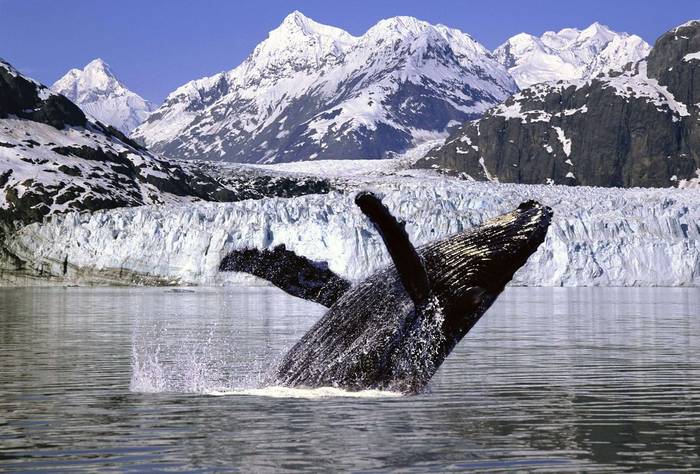 Горбатый кит (Megaptera novaeangliae), фото новости о животных фотография морские млекопитающие