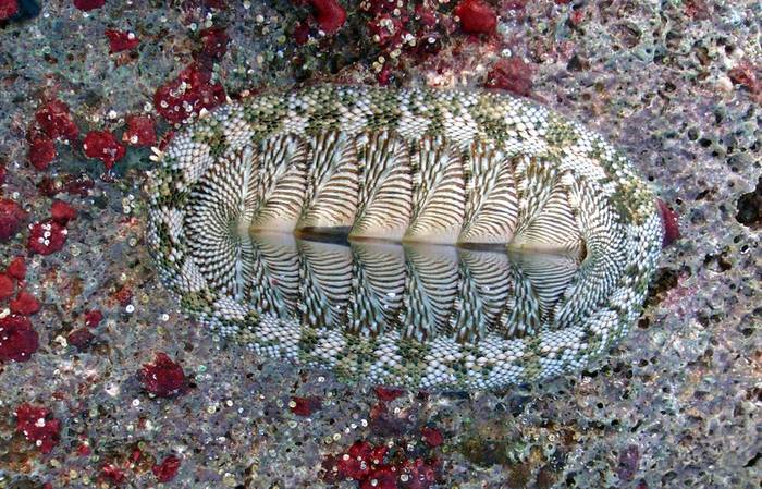 Зеленый хитон (Chiton tuberculatus), фото фотография панцирные моллюски