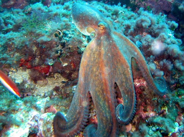 Осьминог обыкновенный, или спрут (Octopus vulgaris), фото фотография головоногие