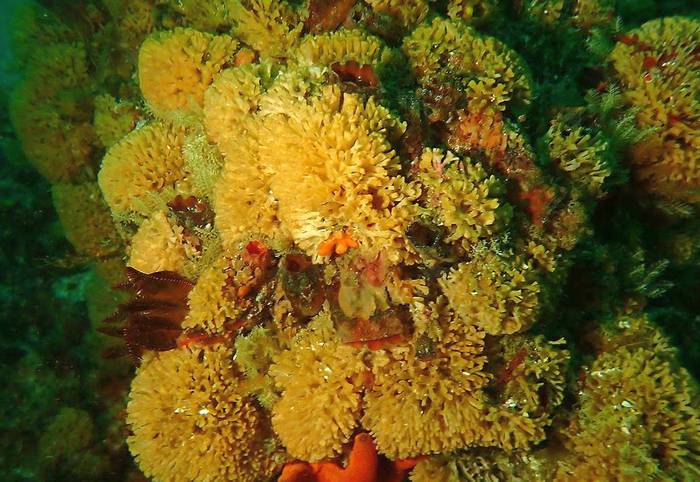 Мшанки на коралловом рифе, фото фотография беспозвоночные