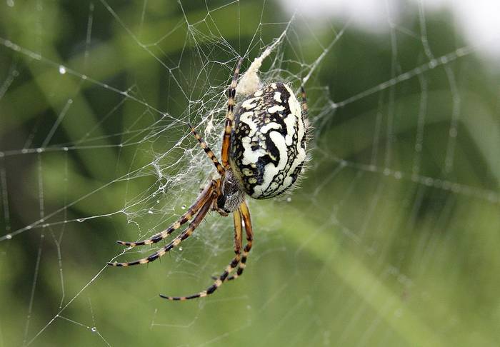 Дубовый паук, самка (Aculepeira ceropegia), фото фотография хелицеровые