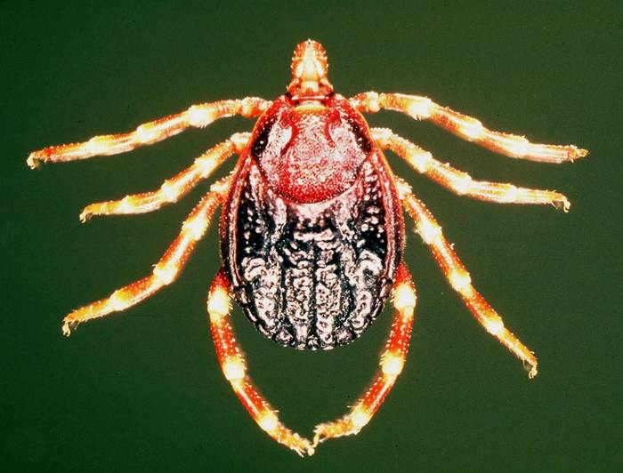 Иксодовый клещ (Hyalomma rufipes), фото фотография паукообразные