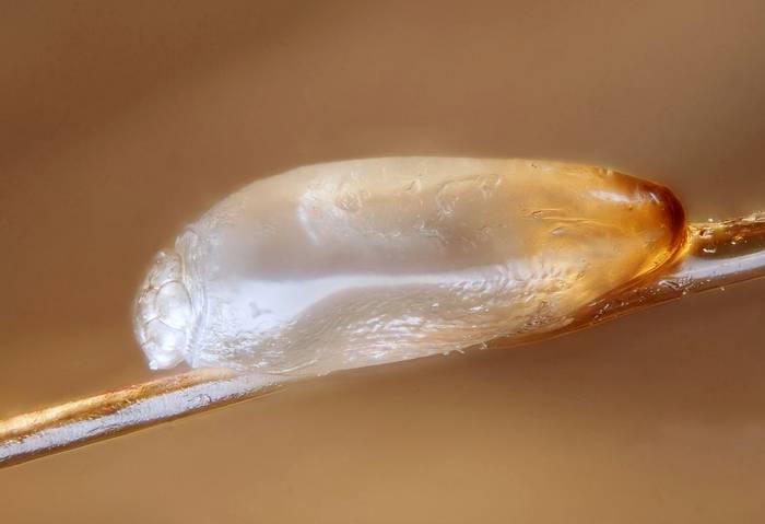 Головная вошь (Pediculus humanus capitis), фото фотография насекомые