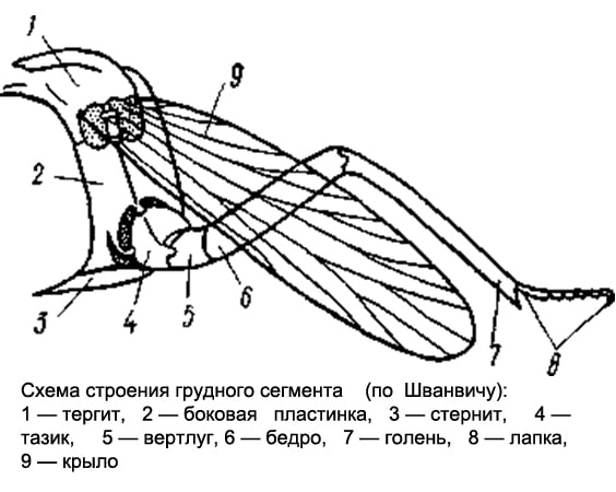 Схема строения грудного сегмента насекомого, рисунок картинка изображение
