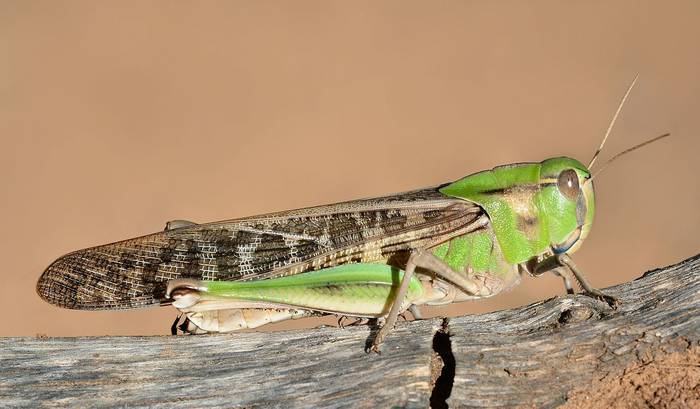 Перелётная саранча, или азиатская саранча (Locusta migratoria), фото фотография насекомые