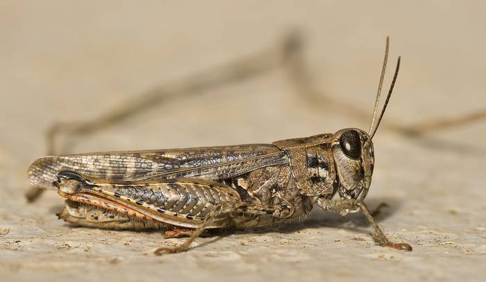 Канарский кузнечик (Calliptamus plebeius), фото фотография насекомые