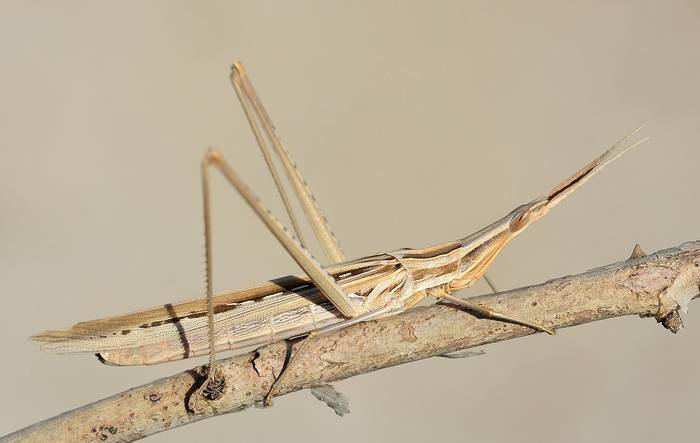 Акрида венгерская (Acrida hungarica), фото фотография насекомые