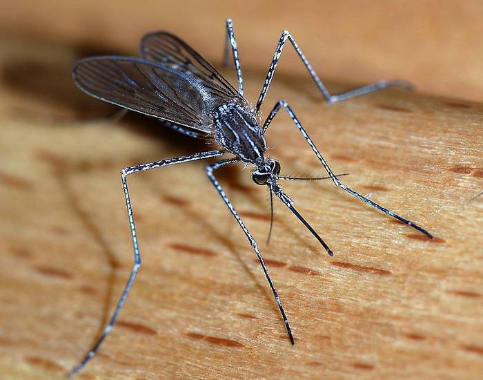 Жгучий комар (Culiseta longiareolata), фото фотография насекомые