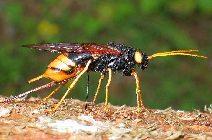 Рогохвост большой (Urocerus gigas), фото насекомые фотография