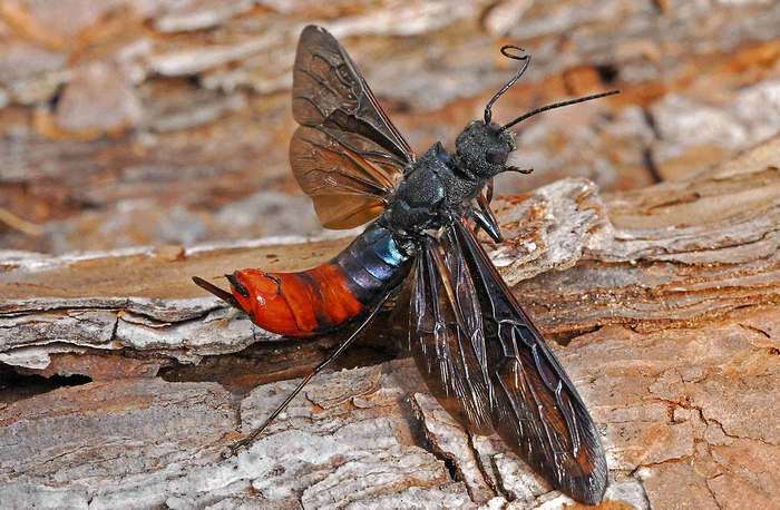 Рогохвост (Sirex nigricornis), самка, фото насекомые фотография