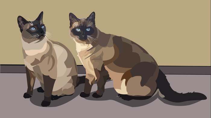 Сиамские кошки, рисунок картинка иллюстрация