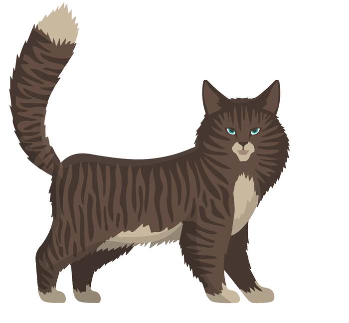 Дворовая кошка, картинка рисунок иллюстрация