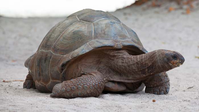 Галапагосская, или слоновая черепаха (Chelonoidis elephantopus), фото рептилии пресмыкающиеся картинка