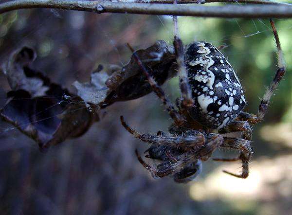 Паук в паутине, фото новости о животных паукообразные фотография