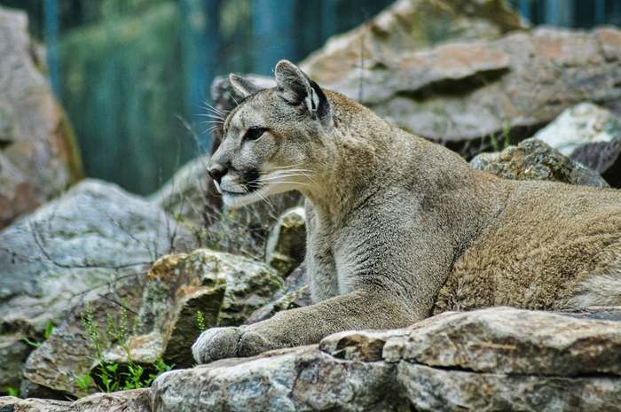 Пума, горный лев (Puma concolor), фото хищные млекопитающие фотография картинка
