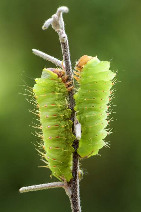 Гусеница бабочки сатурнии Полифемы (Antheraea polyphemus), фото насекомые фотография