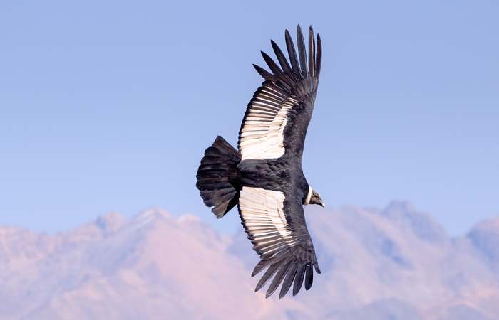 Андский кондор (Vultur gryphus), фото хищные птицы фотография