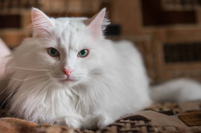 Ангорская кошка, турецкая ангора котенок, фото фотография кошки