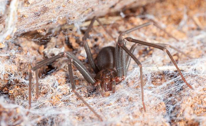 Коричневый паук-отшельник (Loxosceles reclusa), фото фотография изображение