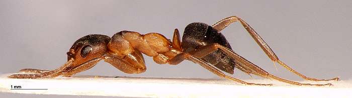 Муравей форсслунда (Formica forsslundi), муравейник, фото фотография насекомые
