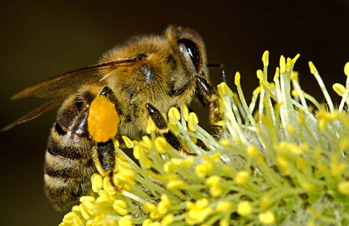 Медоносная пчела, фото фотография насекомые